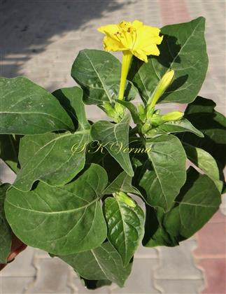  Flowering shoot
